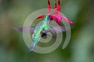 Blue hummingbird Violet Sabrewing flying next to beautiful red flower. Tinny bird fly in jungle