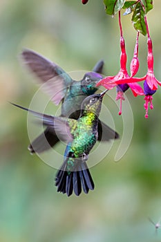 Blue hummingbird Violet Sabrewing flying next to beautiful red flower. Tinny bird fly in jungle