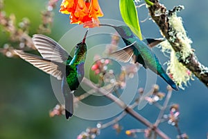 Blue hummingbird Violet Sabrewing flying next to beautiful red flower. Tinny bird fly in jungle.