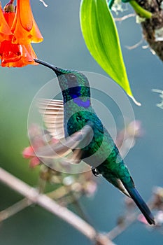 Blue hummingbird Violet Sabrewing flying next to beautiful red flower. Tinny bird fly in jungle.