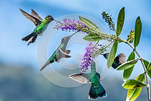 Blue hummingbird Violet Sabrewing flying next to beautiful red flower. Tinny bird fly in jungle.