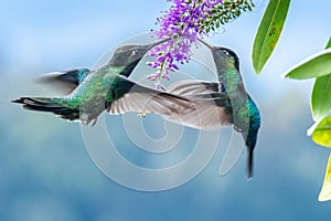 Blue hummingbird Violet Sabrewing flying next to beautiful red flower. Tinny bird fly in jungle.