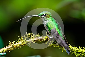 Blue hummingbird Violet Sabrewing flying next to beautiful red flower. Tinny bird fly in jungle.