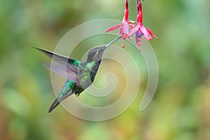 Blue hummingbird Violet Sabrewing flying next to beautiful red flower. Tinny bird fly in jungle. Wildlife in tropic Costa Rica.