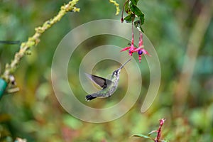 Blue hummingbird Violet Sabrewing flying next to beautiful red flower. Tinny bird fly in jungle. Wildlife in tropic Costa Rica.