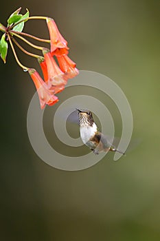 Blue hummingbird Violet Sabrewing flying next to beautiful red flower. Tinny bird fly in jungle. Wildlife in tropic Costa Rica.