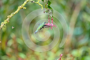 Blue hummingbird Violet Sabrewing flying next to beautiful red flower. Tinny bird fly in jungle. Wildlife in tropic Costa Rica.