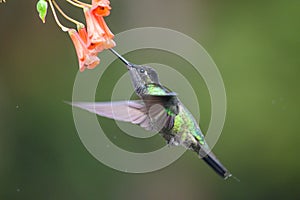 Blue hummingbird Violet Sabrewing flying next to beautiful red flower. Tinny bird fly in jungle. Wildlife in tropic Costa Rica.