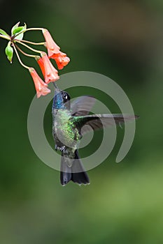 Blue hummingbird Violet Sabrewing flying next to beautiful red flower. Tinny bird fly in jungle. Wildlife in tropic Costa Rica.