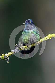 Blue hummingbird Violet Sabrewing flying next to beautiful red flower. Tinny bird fly in jungle. Wildlife in tropic Costa Rica.