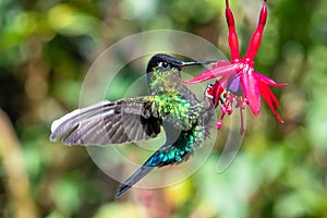 Blue hummingbird Violet Sabrewing flying next to beautiful red flower. Tinny bird fly in jungle. Wildlife in tropic Costa Rica.