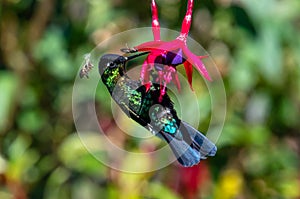 Blue hummingbird Violet Sabrewing flying next to beautiful red flower. Tinny bird fly in jungle. Wildlife in tropic Costa Rica.