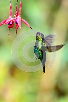 Blue hummingbird Violet Sabrewing flying next to beautiful red flower. Tinny bird fly in jungle. Wildlife in tropic Costa Rica.