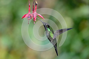 Blue hummingbird Violet Sabrewing flying next to beautiful red flower. Tinny bird fly in jungle. Wildlife in tropic Costa Rica.