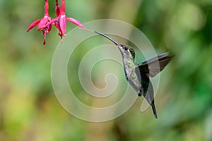 Blue hummingbird Violet Sabrewing flying next to beautiful red flower. Tinny bird fly in jungle. Wildlife in tropic Costa Rica.