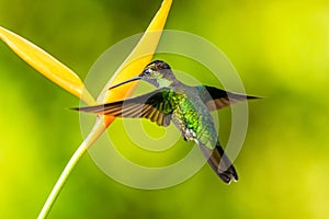 Blue hummingbird Violet Sabrewing flying next to beautiful red flower. Tinny bird fly in jungle. Wildlife in tropic Costa Rica.