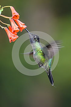 Blue hummingbird Violet Sabrewing flying next to beautiful red flower. Tinny bird fly in jungle. Wildlife in tropic Costa Rica.