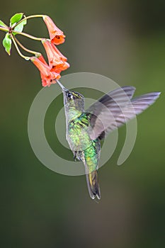 Blue hummingbird Violet Sabrewing flying next to beautiful red flower. Tinny bird fly in jungle. Wildlife in tropic Costa Rica.