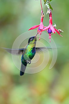 Blue hummingbird Violet Sabrewing flying next to beautiful red flower. Tinny bird fly in jungle. Wildlife in tropic Costa Rica.