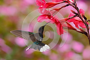 Blue hummingbird Violet Sabrewing near red bloom with pink background in Costa Rica photo