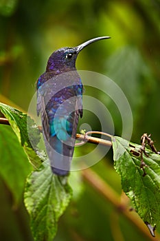 Blue hummingbird Violet Sabrewing. Tinny bird fly in jungle. Wildlife in tropic Costa Rica. Bird sucking nectar from bloom in the