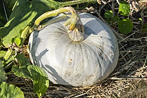 Blue Hungarian pumpkin Cucurbita maxima