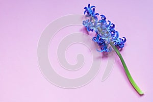 Blue hyacint flower on pastel purple gradient background. Flat lay, top view, copy space photo