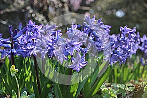 blue hyacinth