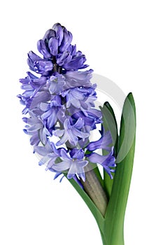 Blue hyacinth