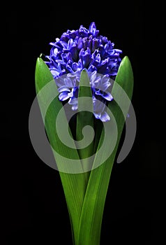 Blue hyacinth