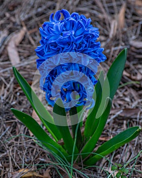 Blue Hyacinth