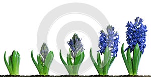 Blue Hyacinth Blooming