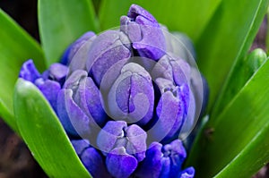 Blue Hyacinth Bud Close-up