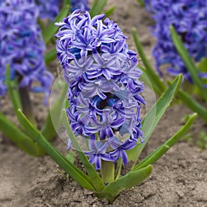 Blue hyacinth `Delft Blue` on a flowerbed