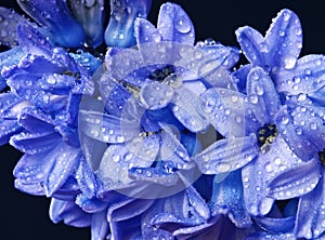 Blue hyacinth with drops