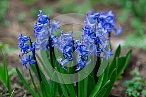 Blue hyacinth flower closeup grows in a garden park