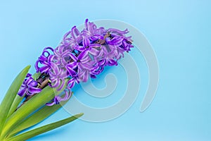 Blue hyacinth flower with green leaves on a  blue background. Concept spring holidays. Flat lay
