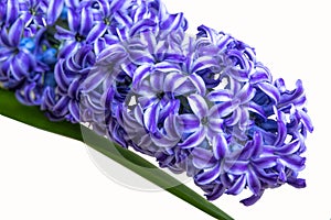 Blue hyacinth flower isolated on a white background