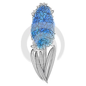 Blue hyacinth flower isolated on a white background. Hand drawn vector illustration. The first spring flower is blue hyacinth