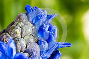 Blue hyacinth flower macro