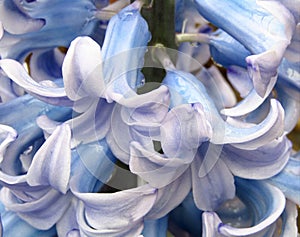 Blue hyacinth  spring flower with water drops. Macro. Soft background.