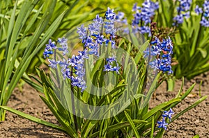 blue hyacinth flower for motherdays