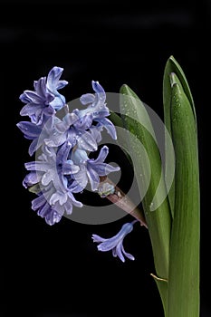 blue hyacinth flower, spring flowers. black background