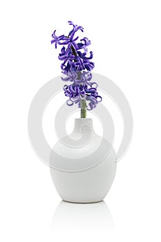 Blue hyacinth flower in vase