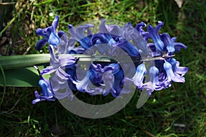 Blue hyacinth in the garden in April. Berlin, Germany