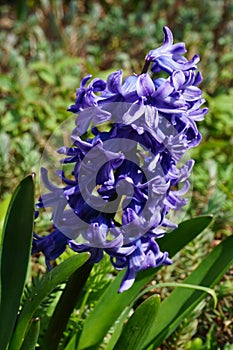 Blue hyacinth in the garden in April. Berlin, Germany