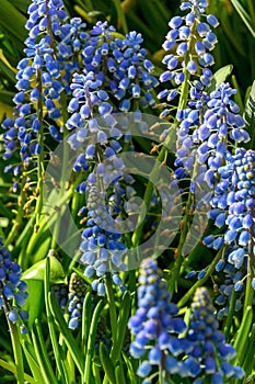 Blue hyacinth grape flowers as a good spring background. Beautiful spring hyacinth flowers close-up