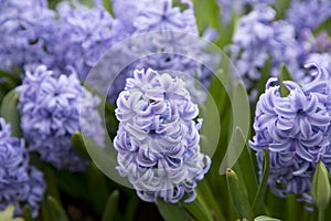 Blue hyacinth growing in the garden