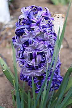 Blue hyacinth highlighting the extent of its color