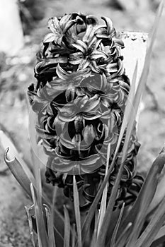 Blue hyacinth highlighting the extent of its color,image made in black and white